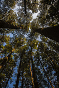 Low angle view of trees