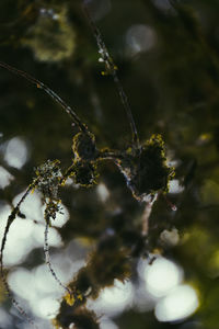 Close-up of snow on plant