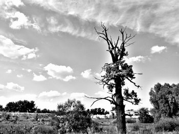 Bare tree on countryside landscape against cloudy sky