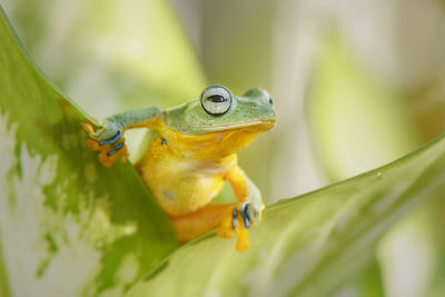 Close-up of frog on leaf