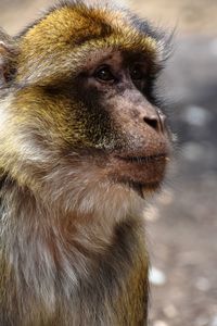 Close-up of a monkey looking away