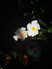 Close-up of white flowers