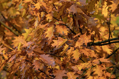 Close-up of autumnal leaves on tree