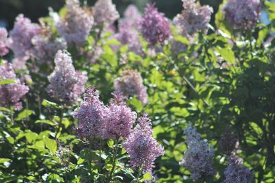 Close-up of purple flowering plants