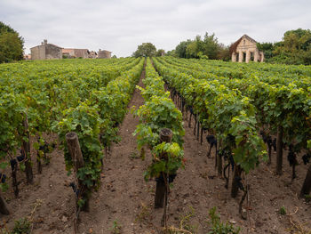 Vineyard against sky in saint-Émilion, france.