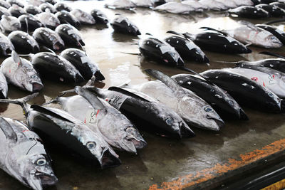 High angle view of fish for sale at market