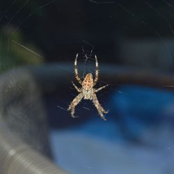 Close-up of spider