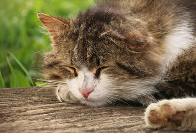 Close-up of a cat with eyes closed