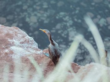 Close-up of bird perching on rock