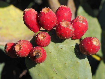 Close-up of prickly pears