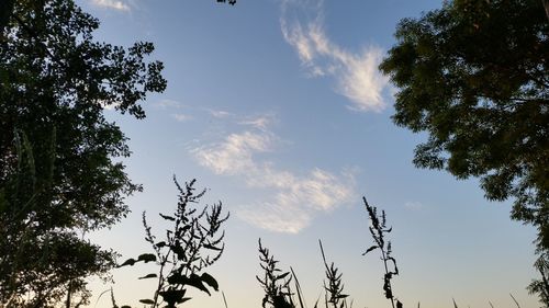 Low angle view of silhouette trees against sky