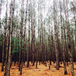Trees in forest