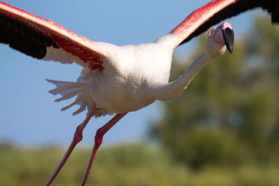 Close-up of a bird flying