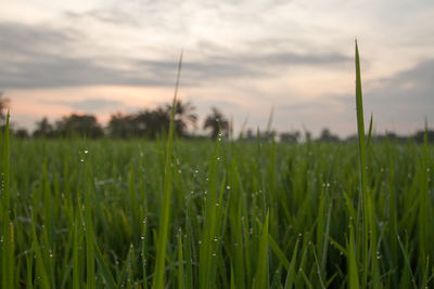 Crops growing on field against sky