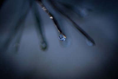 Close-up of water drop on leaf