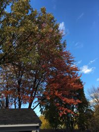 Low angle view of trees against sky