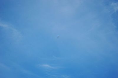 Low angle view of eagle flying against blue sky