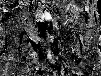 Full frame shot of tree trunk