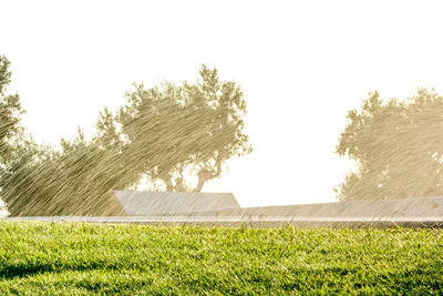 Trees growing on field against clear sky