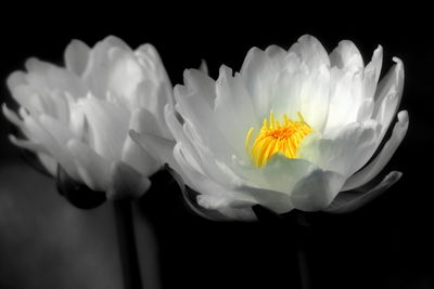 Close-up of flower against black background