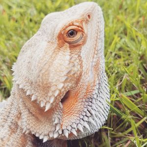 Close-up of bearded dragon on grassy field