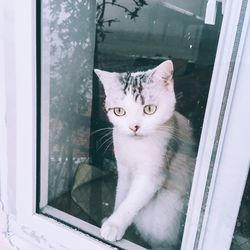 Portrait of cat on window sill