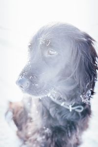 Close-up of dog during winter