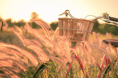 Close-up of wicker basket on field