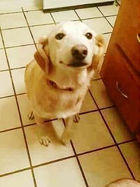 Portrait of dog standing on tiled floor