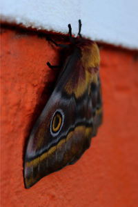 Close-up of butterfly on wall