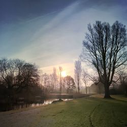 Sun shining through bare trees