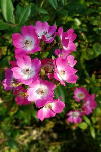 Close-up of pink flowers