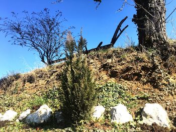 Low angle view of trees against blue sky