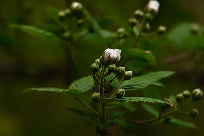 White flower on green leafs