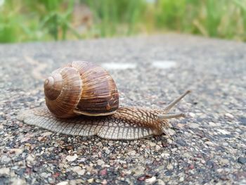 Close-up of snail on road