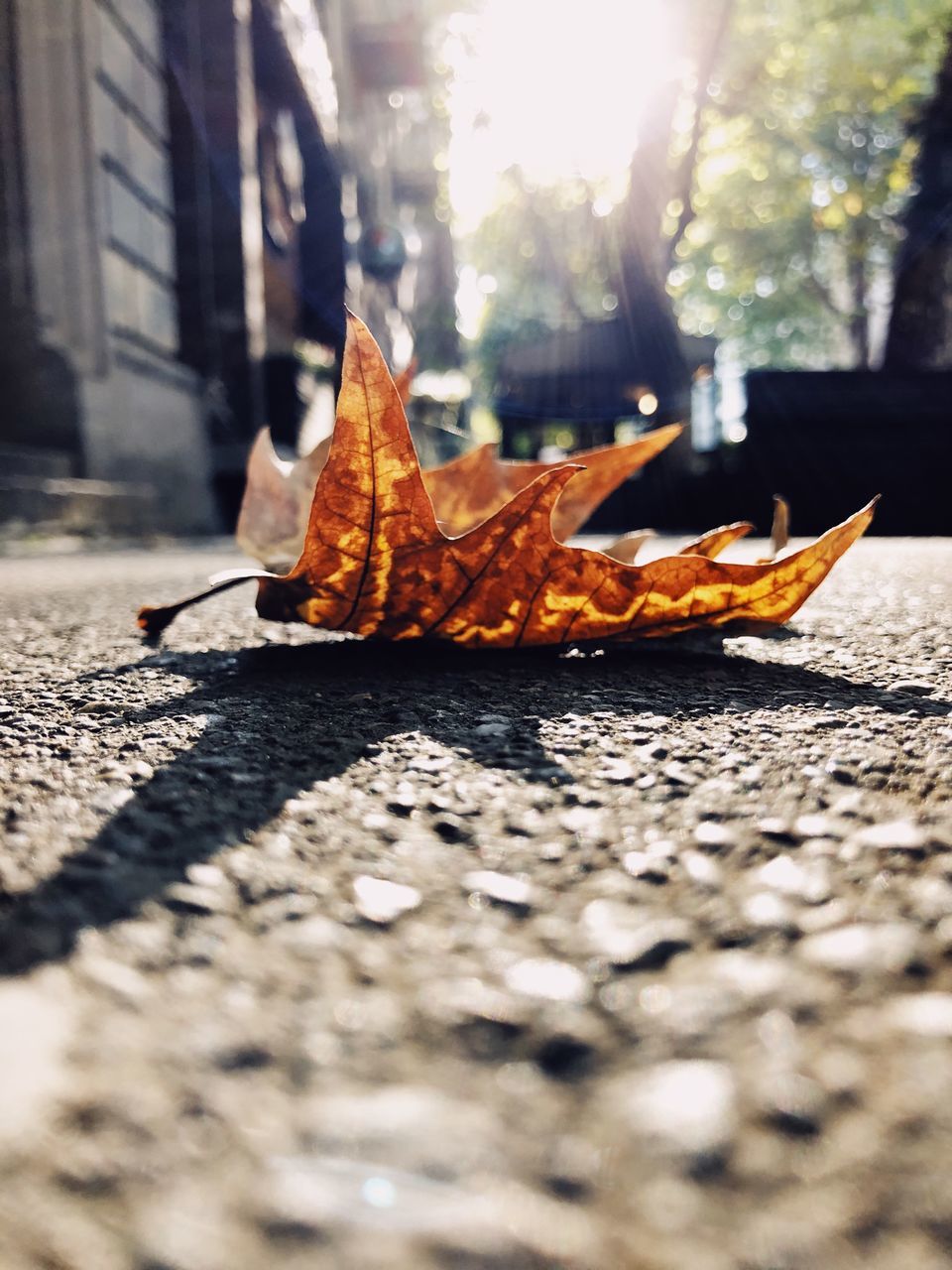 CLOSE-UP OF DRIED LEAVES ON STREET