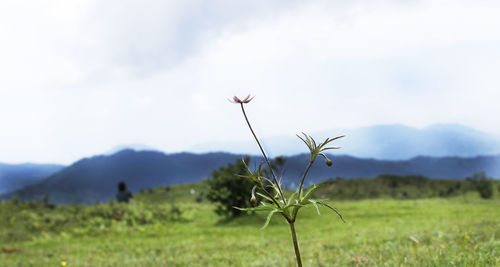 Close-up of plants growing on field