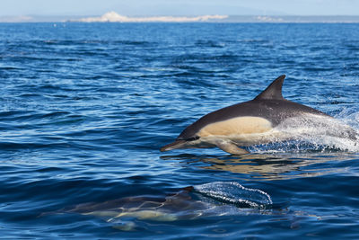 A common dolphin in algoa bay, port elizabeth