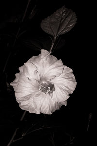 Close-up of rose flower against black background