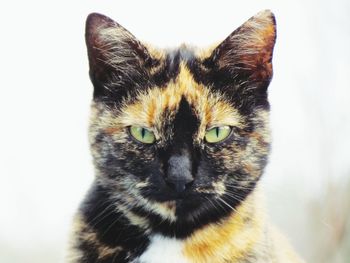 Portrait of cat