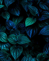 Full frame of green leaves texture background.