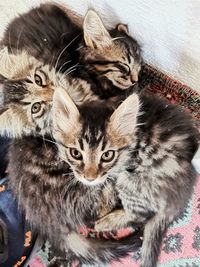 High angle view of cats relaxing