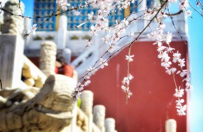 Close-up of cherry blossom hanging from tree