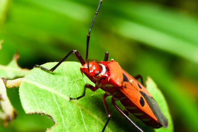 Close-up of insect on leaf