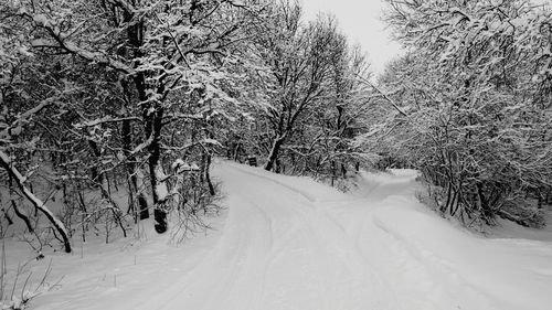 Snow covered bare trees against sky