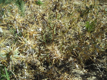 Full frame shot of plants on field