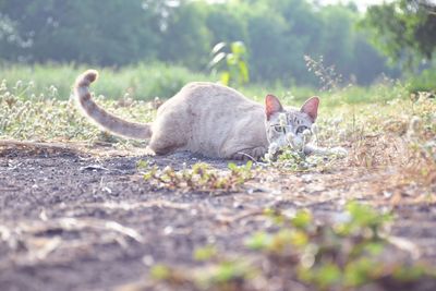 Close-up of cat lying on field