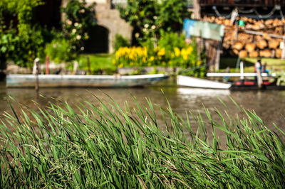 Grass growing in water