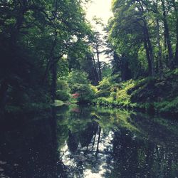 Reflection of trees in lake