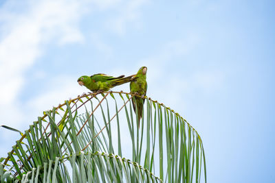 Low angle view of lizard on leaf against sky